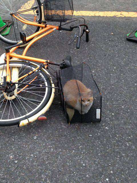 なぜそこにいる⁈ ってなる猫画像