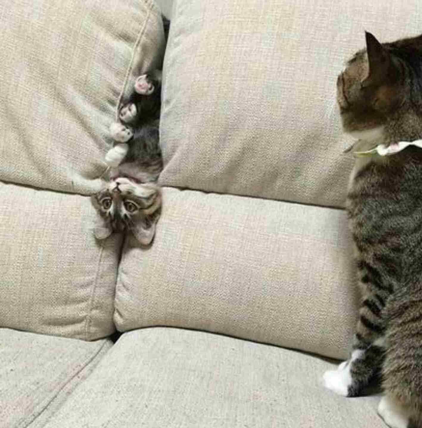 なぜそこにいる⁈ ってなる猫画像