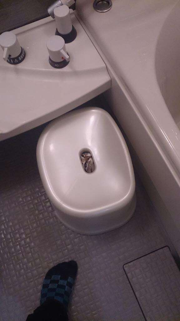 なぜそこにいる⁈ ってなる猫画像