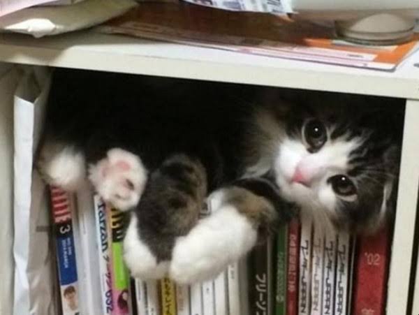 なぜそこにいる⁈ ってなる猫画像