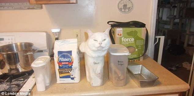 なぜそこにいる⁈ ってなる猫画像