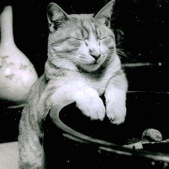 なぜそこにいる⁈ ってなる猫画像