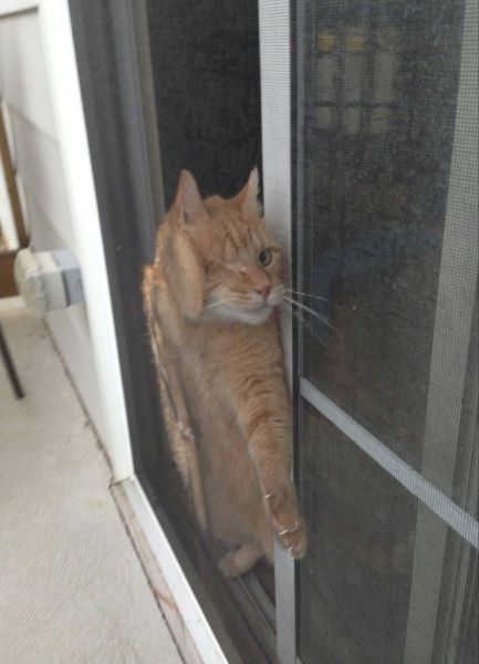 なぜそこにいる⁈ ってなる猫画像