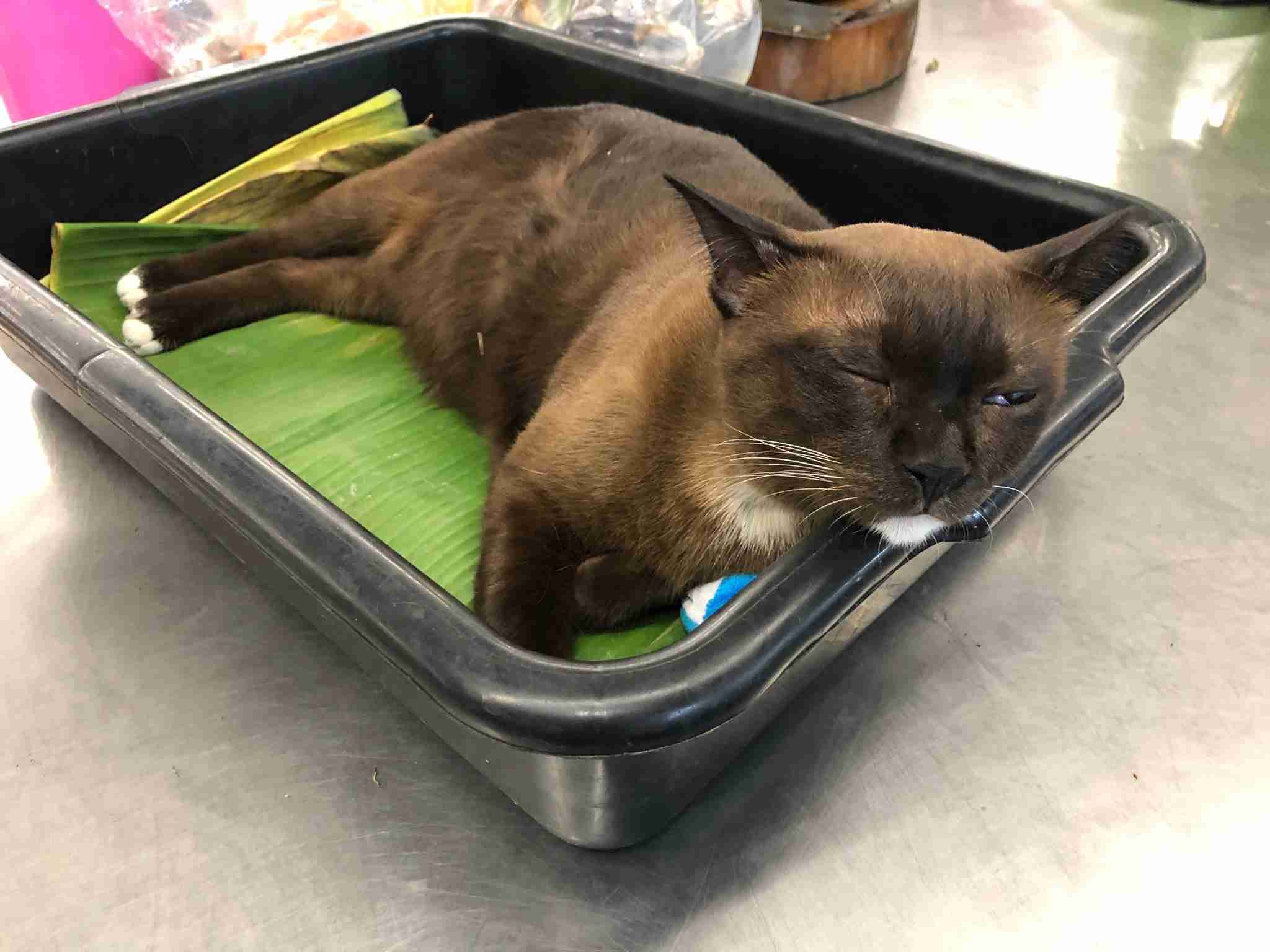 なぜそこにいる⁈ ってなる猫画像