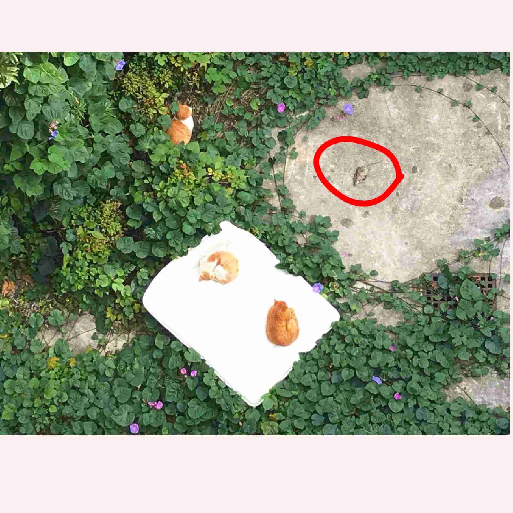 なぜそこにいる⁈ ってなる猫画像