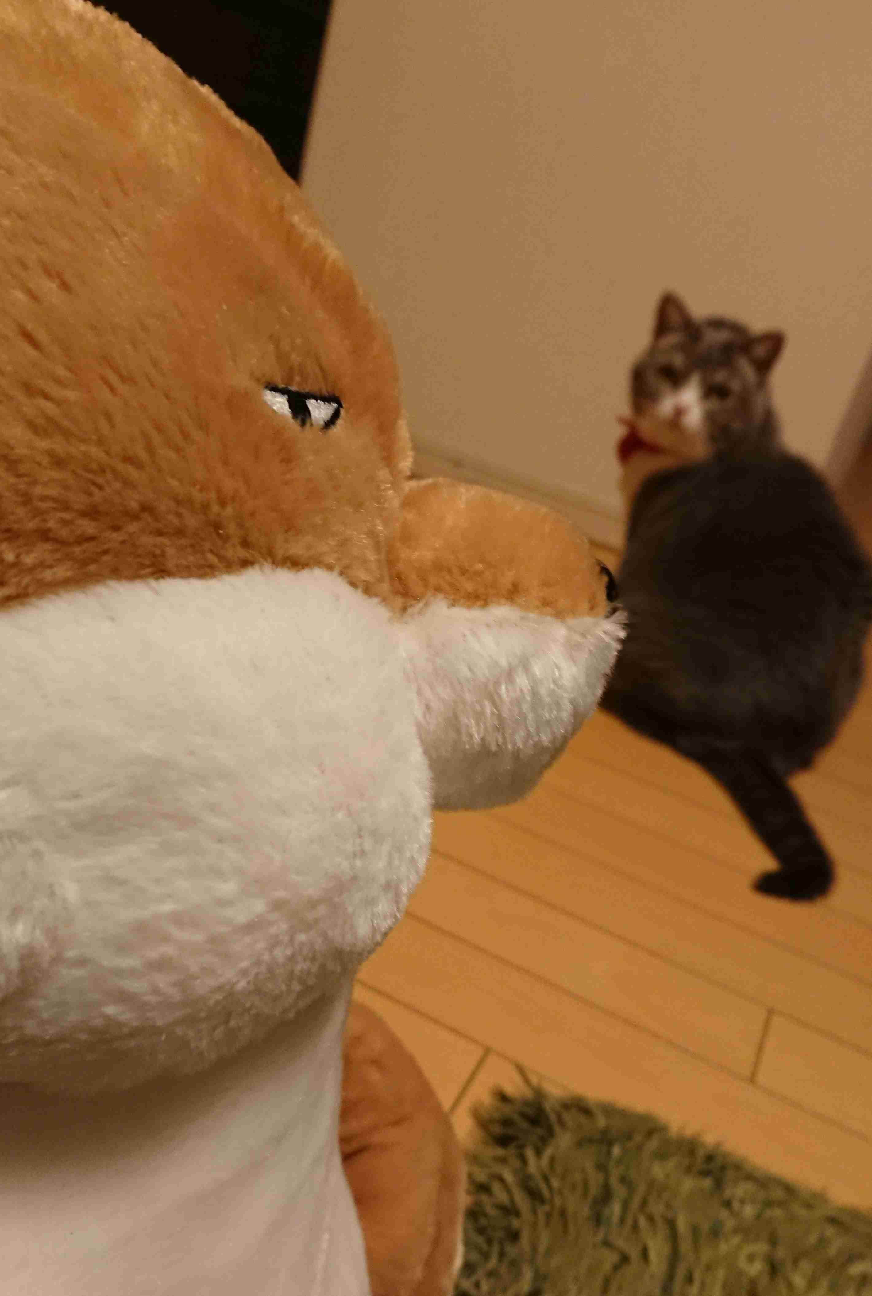 なぜそこにいる⁈ ってなる猫画像