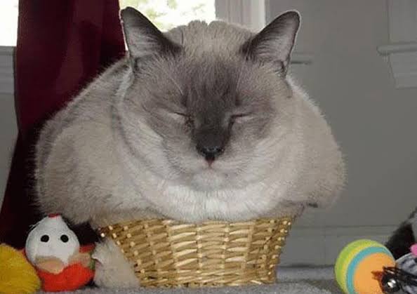 なぜそこにいる⁈ ってなる猫画像