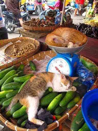 なぜそこにいる⁈ ってなる猫画像