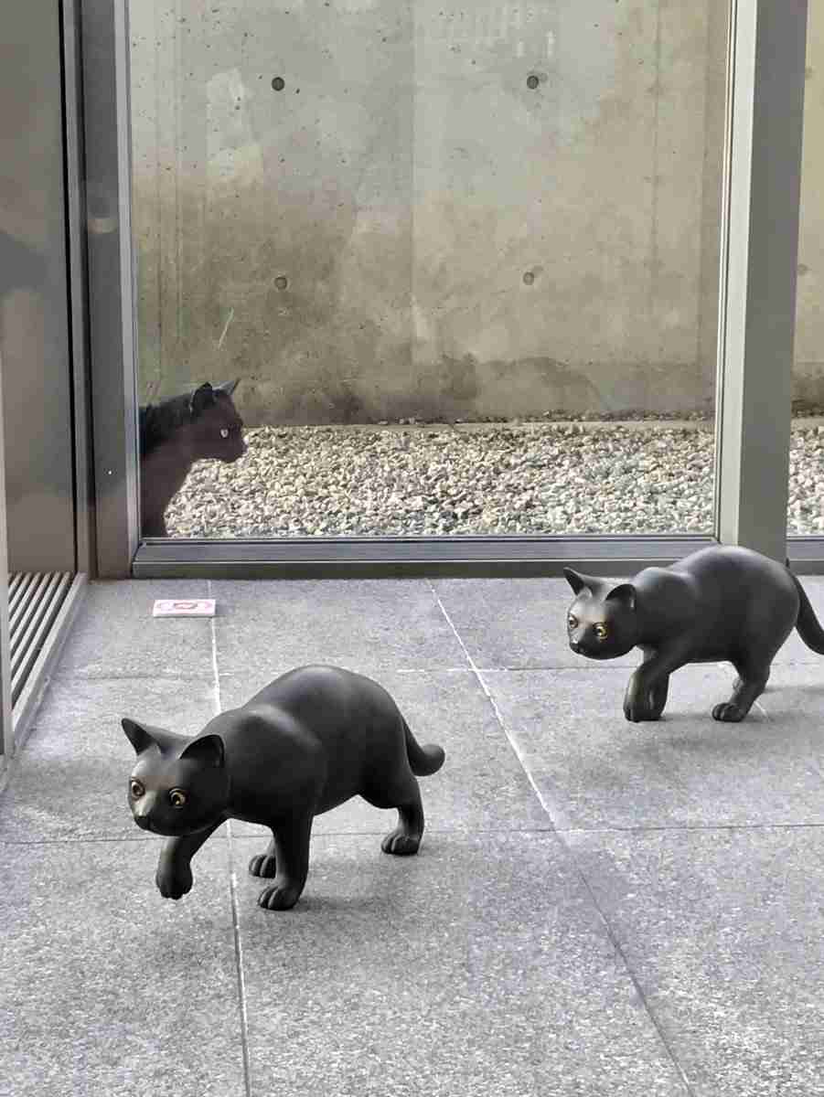 なぜそこにいる⁈ ってなる猫画像