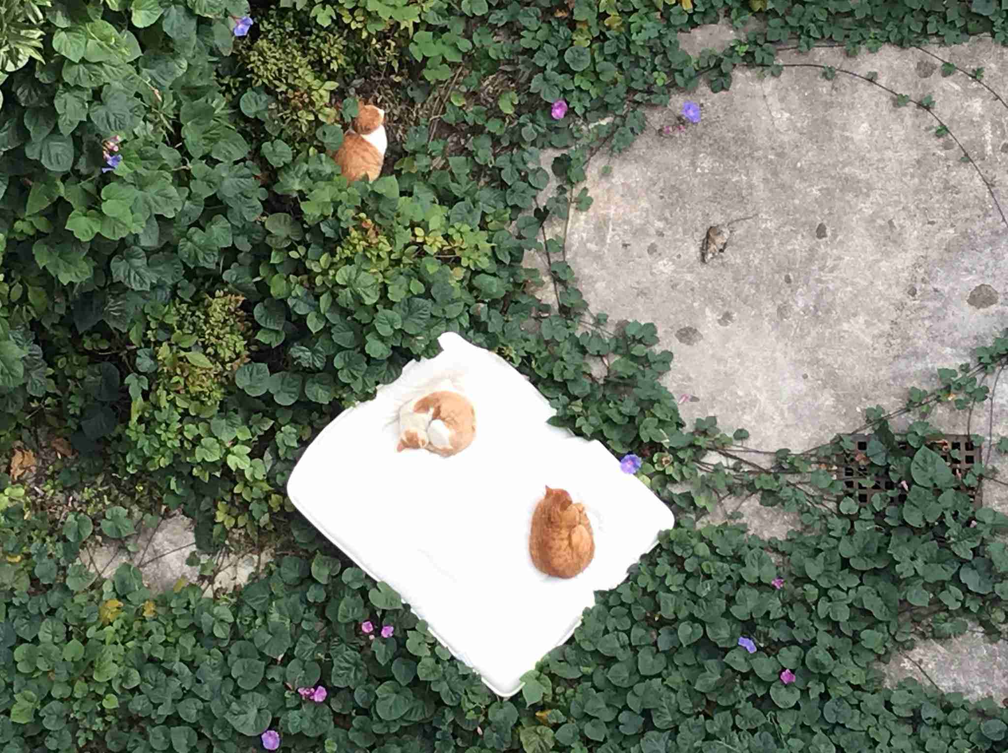 なぜそこにいる⁈ ってなる猫画像