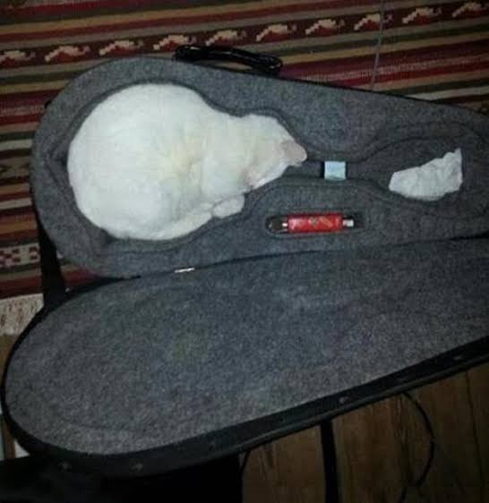 なぜそこにいる⁈ ってなる猫画像