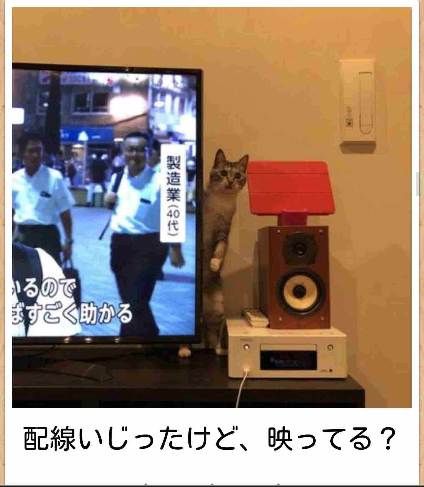 なぜそこにいる⁈ ってなる猫画像
