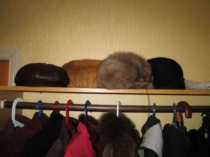 なぜそこにいる⁈ ってなる猫画像