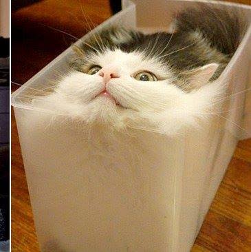 なぜそこにいる⁈ ってなる猫画像