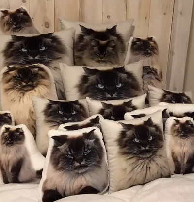 なぜそこにいる⁈ ってなる猫画像