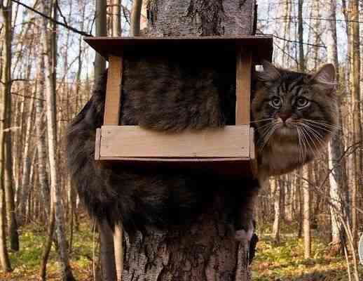 なぜそこにいる⁈ ってなる猫画像