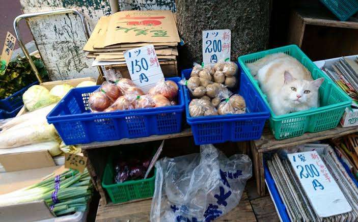 なぜそこにいる⁈ ってなる猫画像