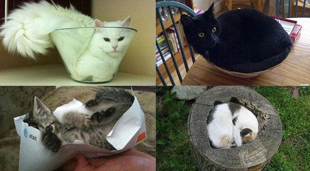 なぜそこにいる⁈ ってなる猫画像