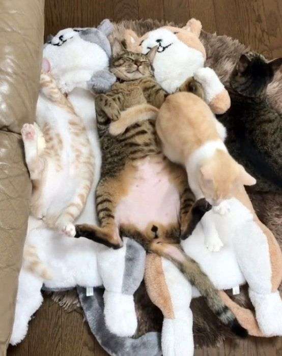 なぜそこにいる⁈ ってなる猫画像