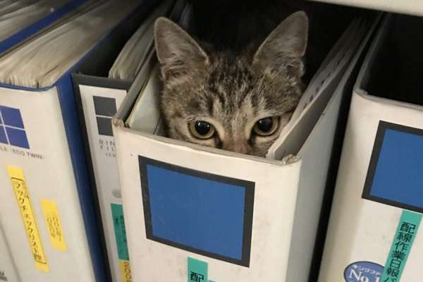 なぜそこにいる⁈ ってなる猫画像