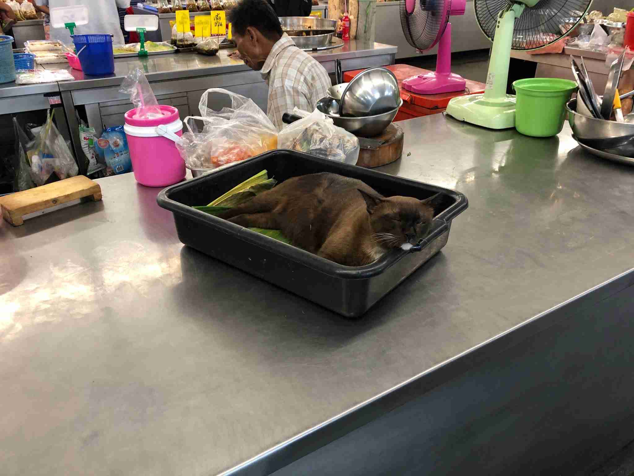 なぜそこにいる⁈ ってなる猫画像