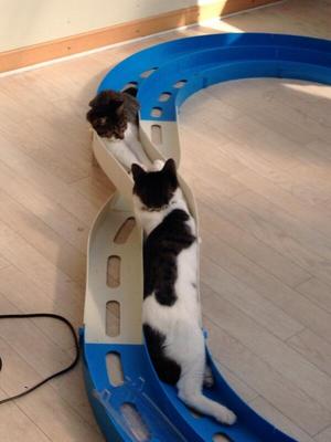 なぜそこにいる⁈ ってなる猫画像