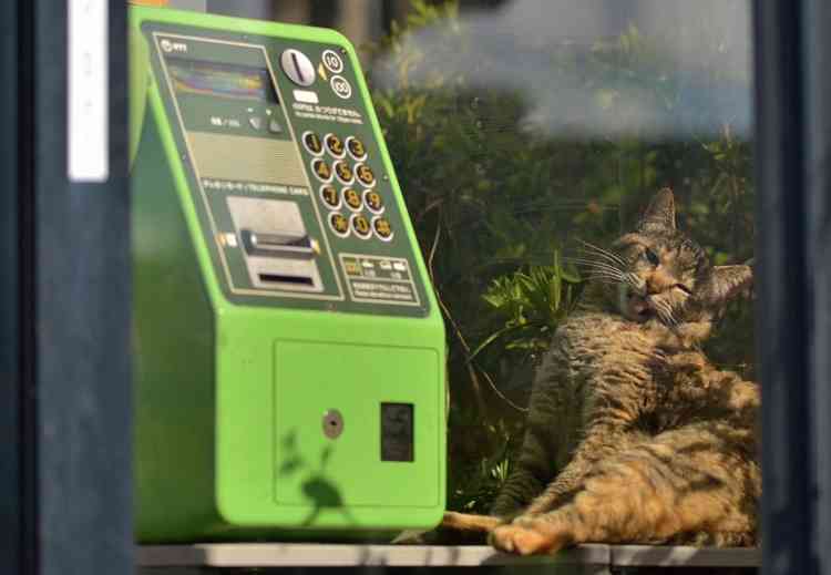 なぜそこにいる⁈ ってなる猫画像