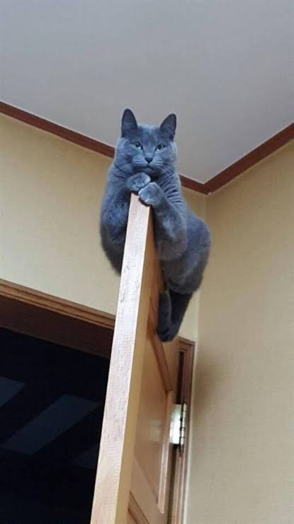 なぜそこにいる⁈ ってなる猫画像