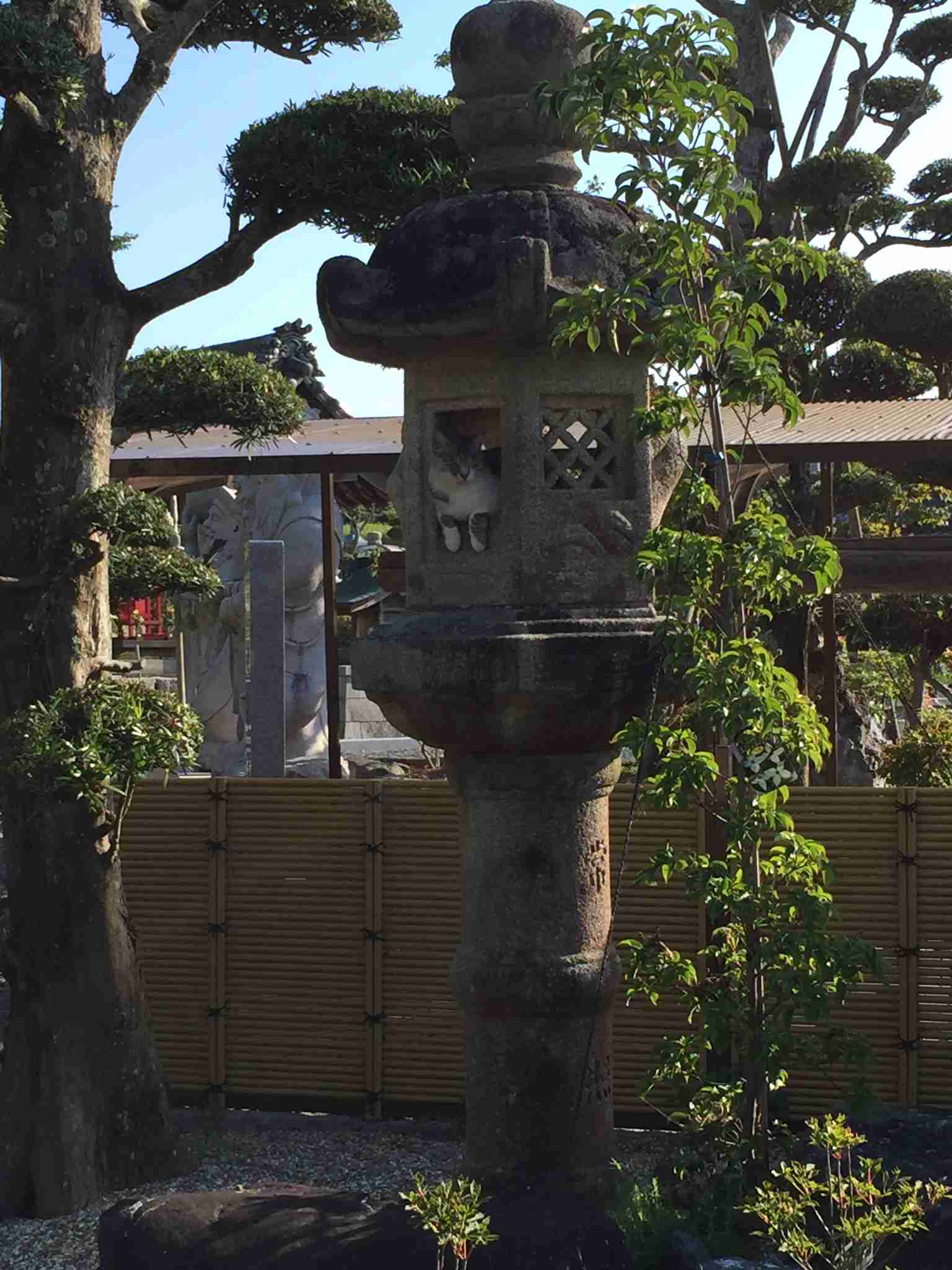 なぜそこにいる⁈ ってなる猫画像