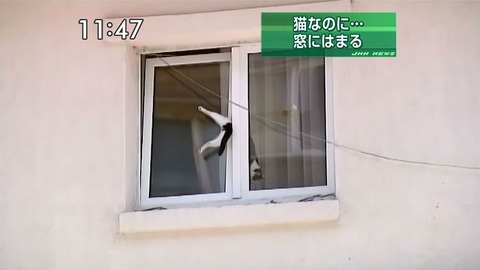 なぜそこにいる⁈ ってなる猫画像