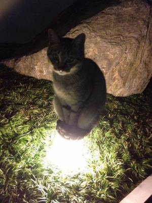 なぜそこにいる⁈ ってなる猫画像