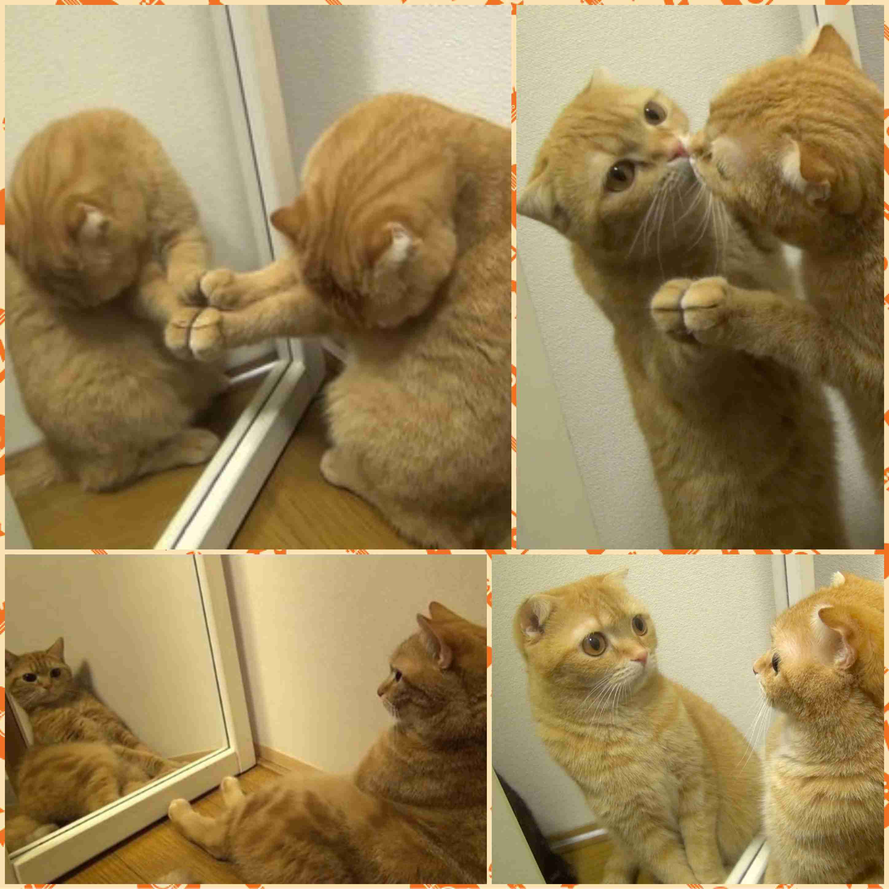 なぜそこにいる⁈ ってなる猫画像