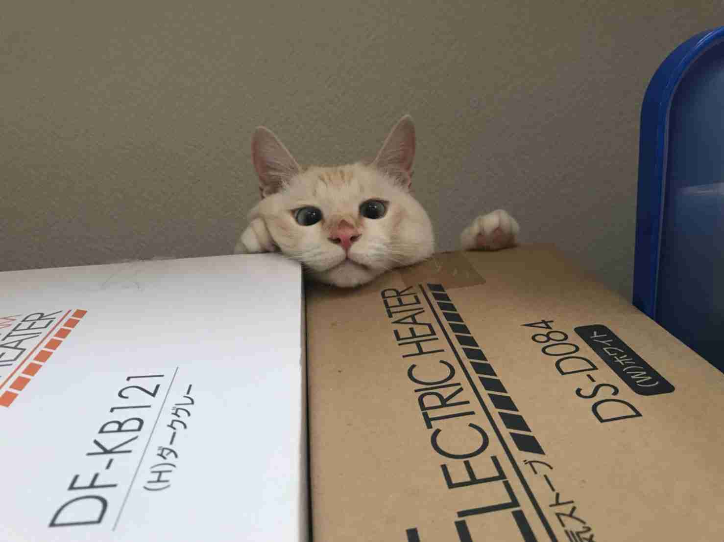 なぜそこにいる⁈ ってなる猫画像