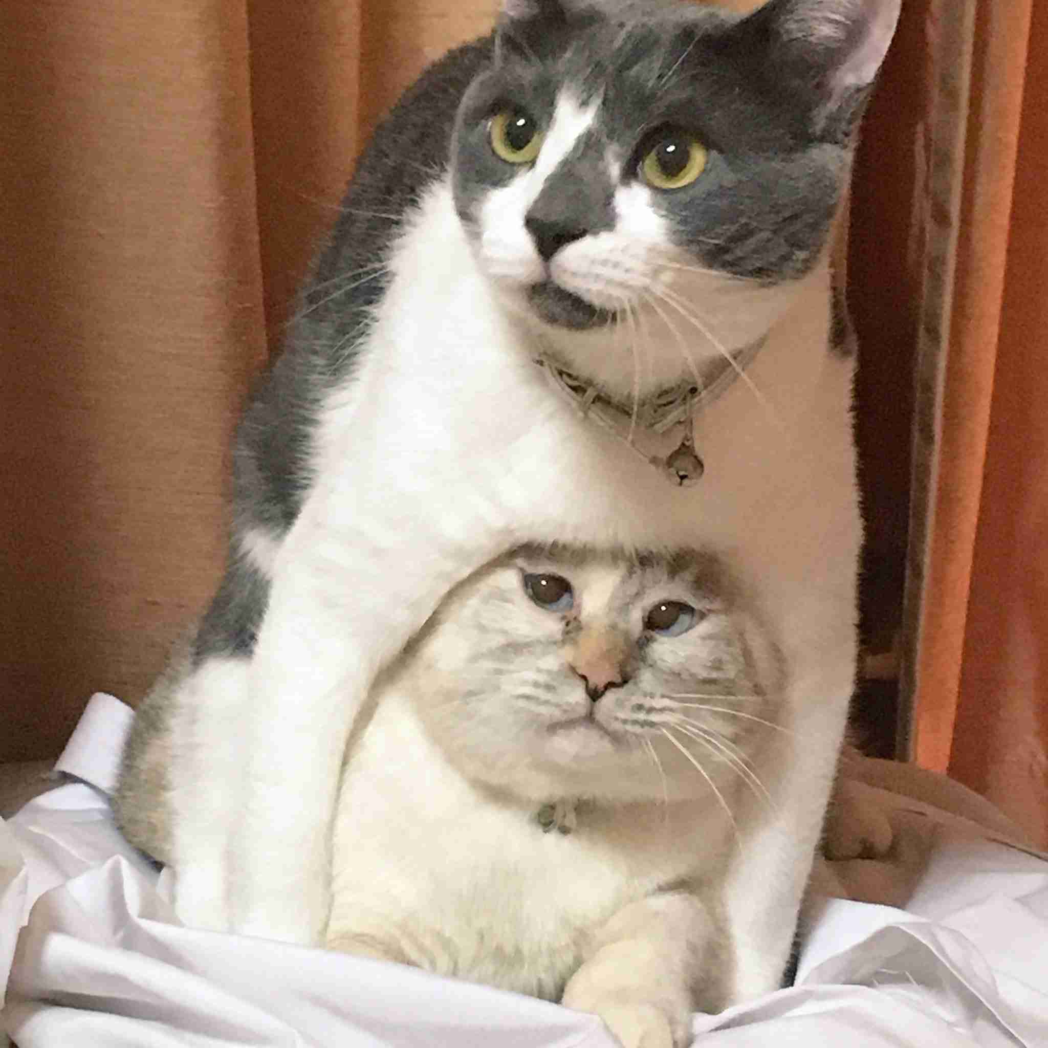 なぜそこにいる⁈ ってなる猫画像