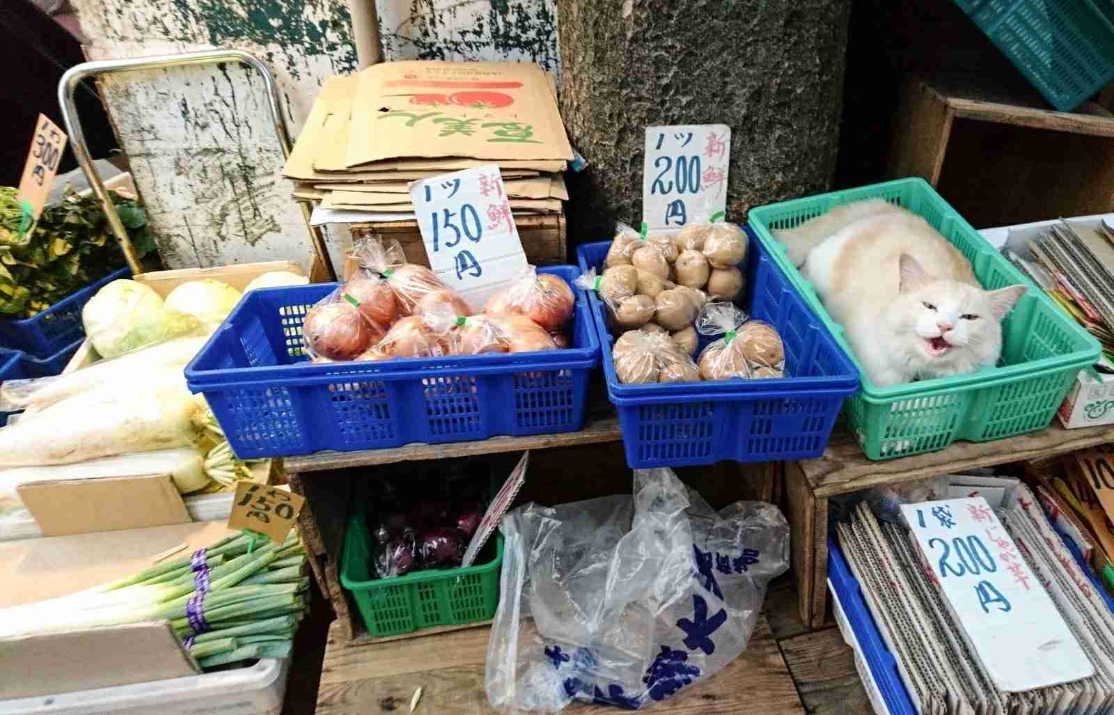 なぜそこにいる⁈ ってなる猫画像