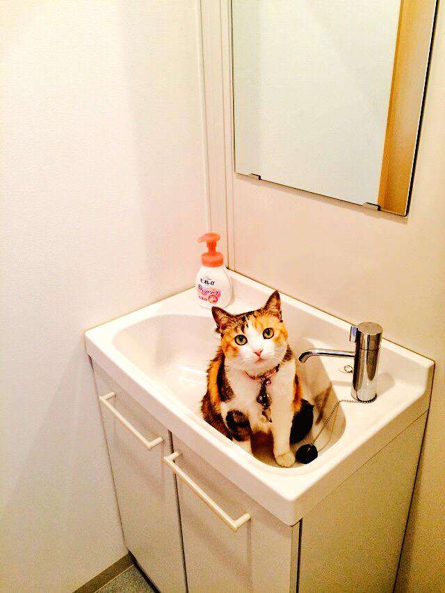 なぜそこにいる⁈ ってなる猫画像