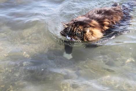 なぜそこにいる⁈ ってなる猫画像