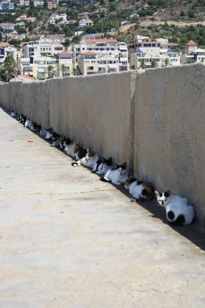 なぜそこにいる⁈ ってなる猫画像