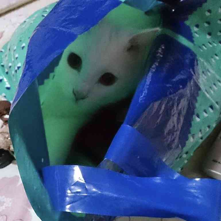 なぜそこにいる⁈ ってなる猫画像