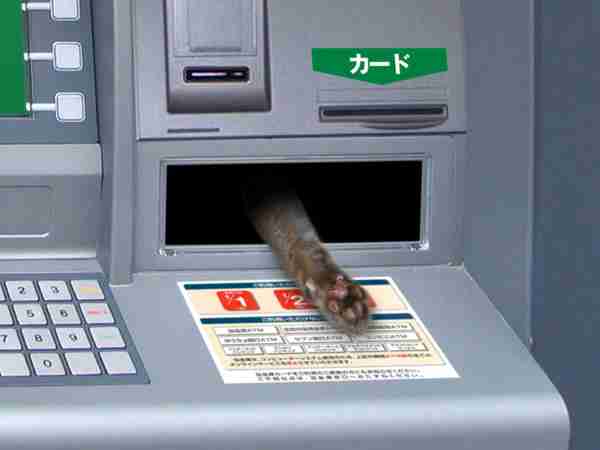 なぜそこにいる⁈ ってなる猫画像