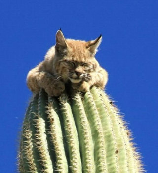 なぜそこにいる⁈ ってなる猫画像