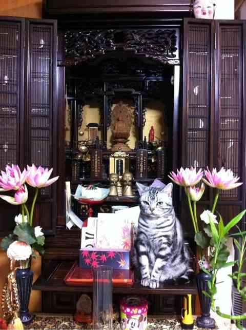 なぜそこにいる⁈ ってなる猫画像