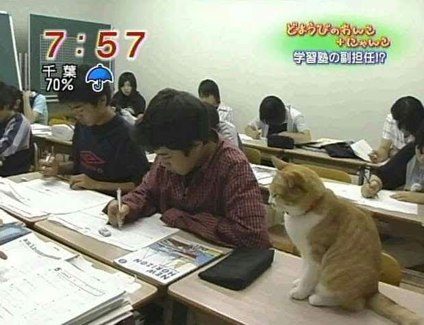 なぜそこにいる⁈ ってなる猫画像