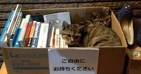 なぜそこにいる⁈ ってなる猫画像