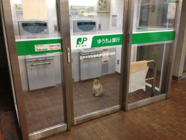 なぜそこにいる⁈ ってなる猫画像