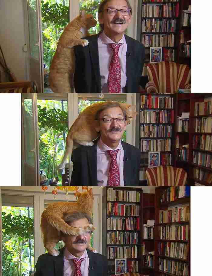 なぜそこにいる⁈ ってなる猫画像