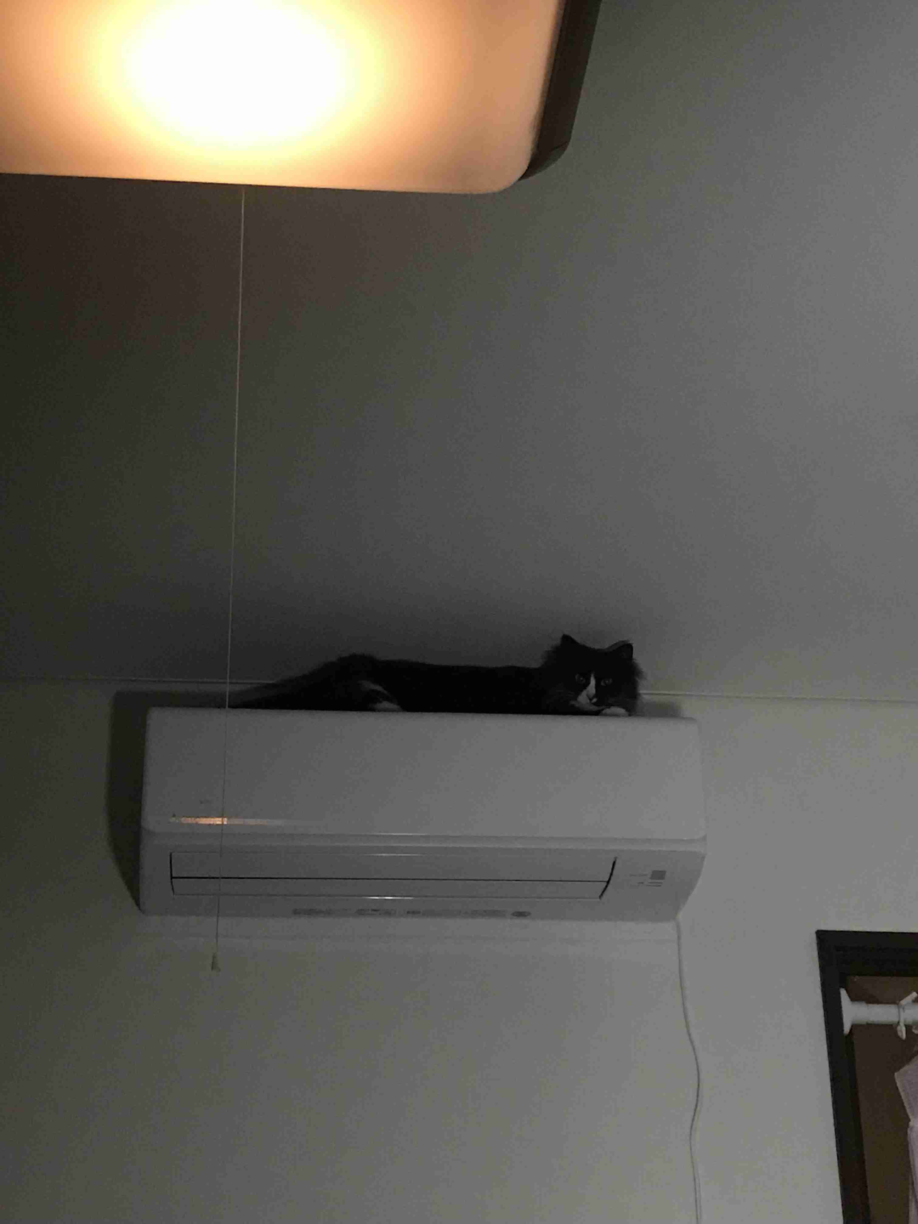 なぜそこにいる⁈ ってなる猫画像