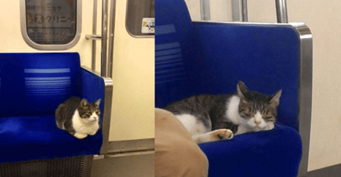 なぜそこにいる⁈ ってなる猫画像