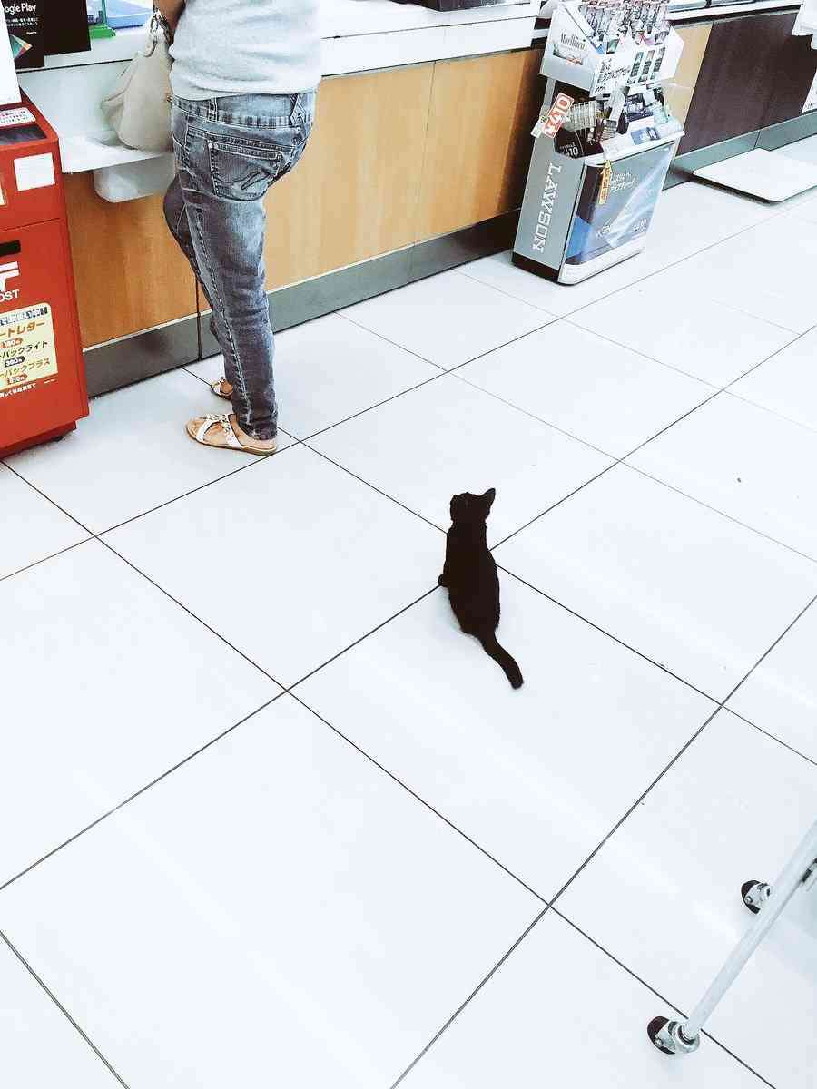 なぜそこにいる⁈ ってなる猫画像