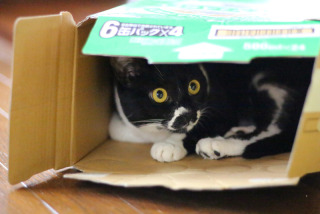 なぜそこにいる⁈ ってなる猫画像